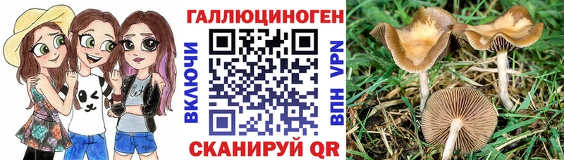Галлюциногенные грибы Cubensis  Шимановск 